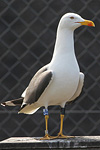 juvenile LBBG in October, ringed in Norway. (131273 bytes)